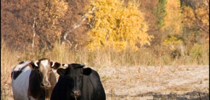 Animals