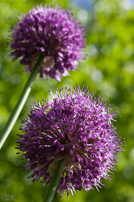 2009-043
