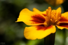 2009-060