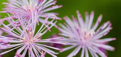 Macro Nature