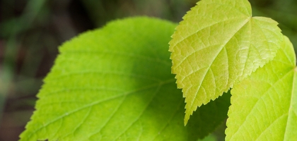 Macro Nature