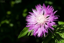 2009-080