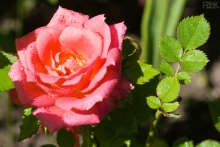 2009-089