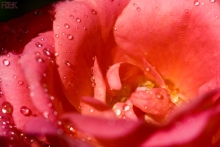 2009-090