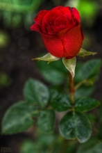 2009-109