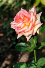 2010-0251