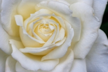2010-0265