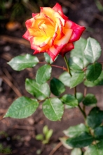 2010-0298