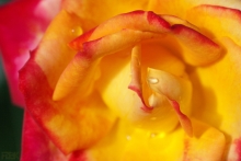 2010-0299