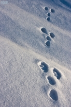 2009-011