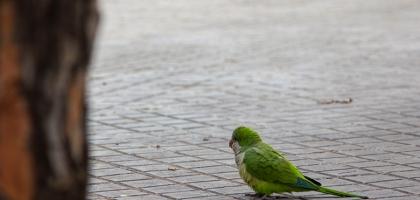 Day 15 (Barcelona)