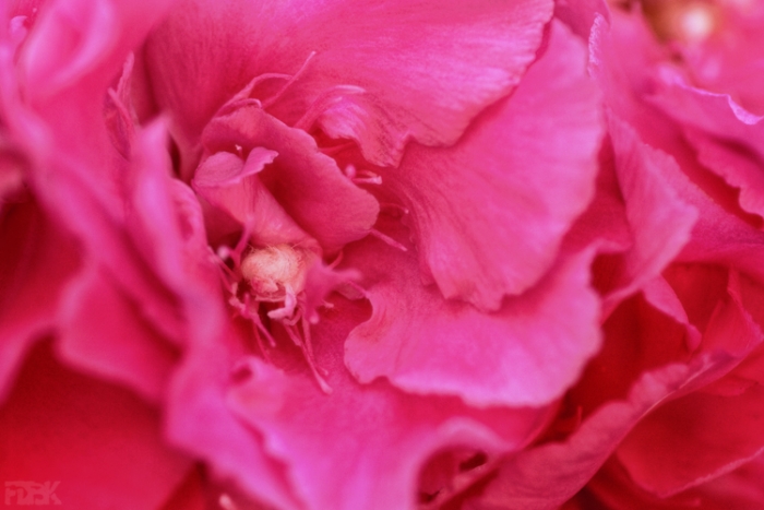 2010-1527